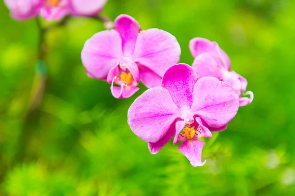 Roze orchid — Stockfoto