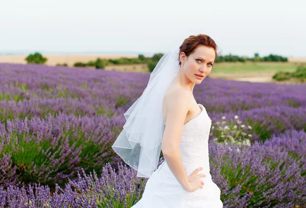 Retrato de una novia en un campo de lavanda — Foto de Stock