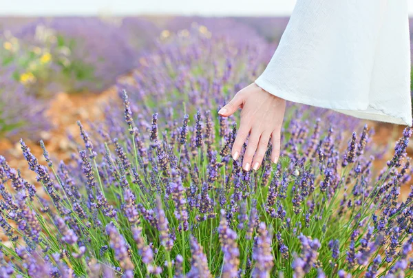 Hand och lavendel — Stockfoto