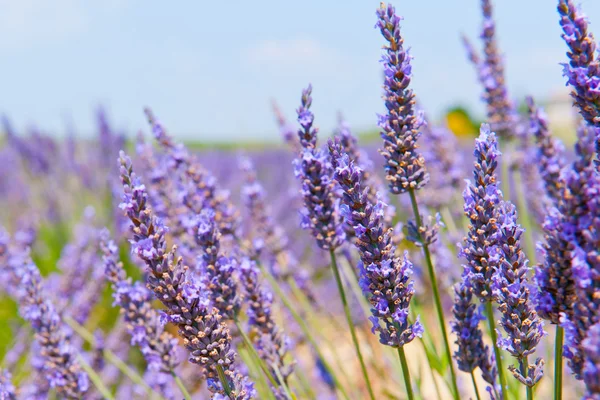 Lavendel blommor — Stockfoto