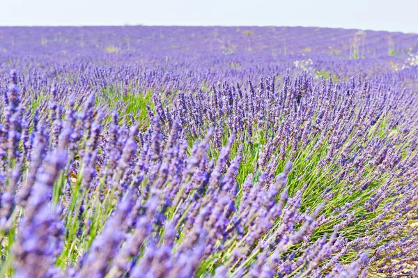 Lavendelfeld — Stockfoto