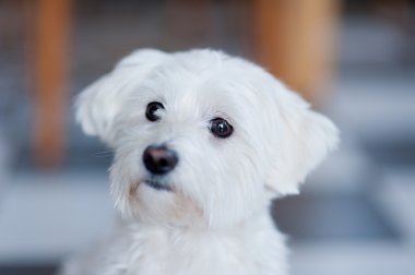 Malta Köpeği