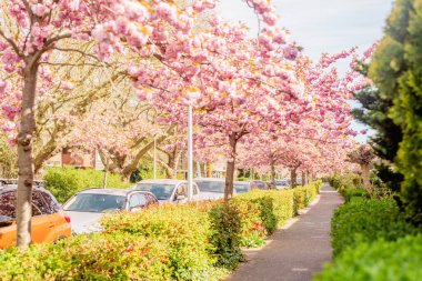 Banliyödeki sokakta Sakura çiçekleri açıyor. Sokak, evler, çiçek açan ağaçların yanındaki yol..