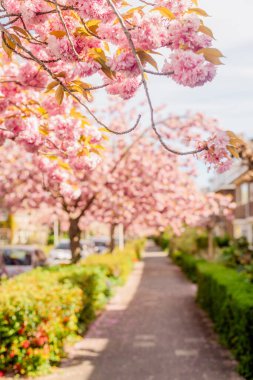 Banliyödeki sokakta Sakura çiçekleri açıyor. Sokak, evler, çiçek açan ağaçların yanındaki yol..