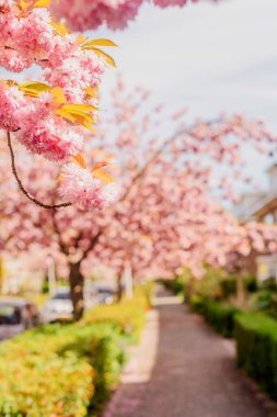 Banliyödeki sokakta Sakura çiçekleri açıyor. Sokak, evler, çiçek açan ağaçların yanındaki yol..