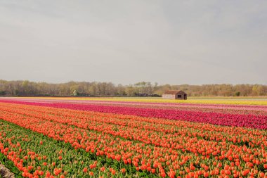 Old building on a tulip field. Flowering tulips in the Netherlands.