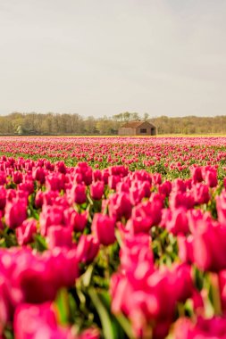 Lale tarlasında eski bir bina. Hollanda 'da çiçek açan laleler.