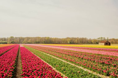 Hollanda 'daki lale tarlaları. laleler, ilkbahar, çiçeklenme dönemi.
