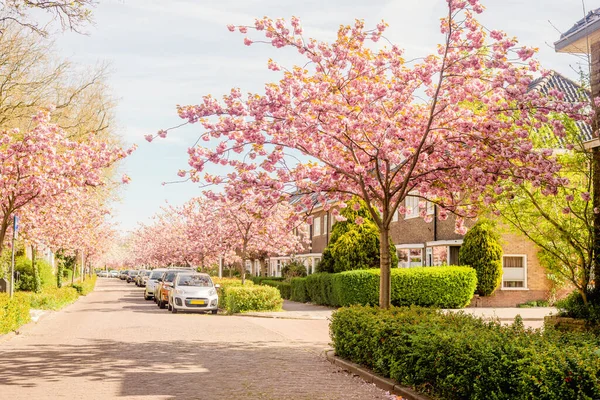 Banliyödeki sokakta Sakura çiçekleri açıyor. Sokak, evler, çiçek açan ağaçların yanındaki yol..