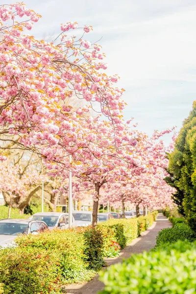Banliyödeki sokakta Sakura çiçekleri açıyor. Sokak, evler, çiçek açan ağaçların yanındaki yol..