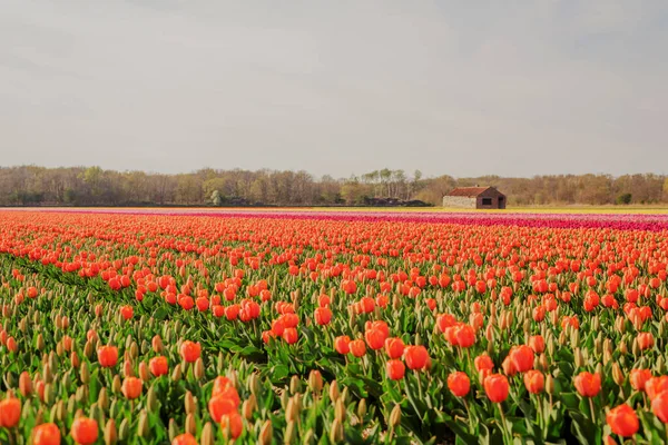 Old Building Tulip Field Flowering Tulips Netherlands —  Fotos de Stock