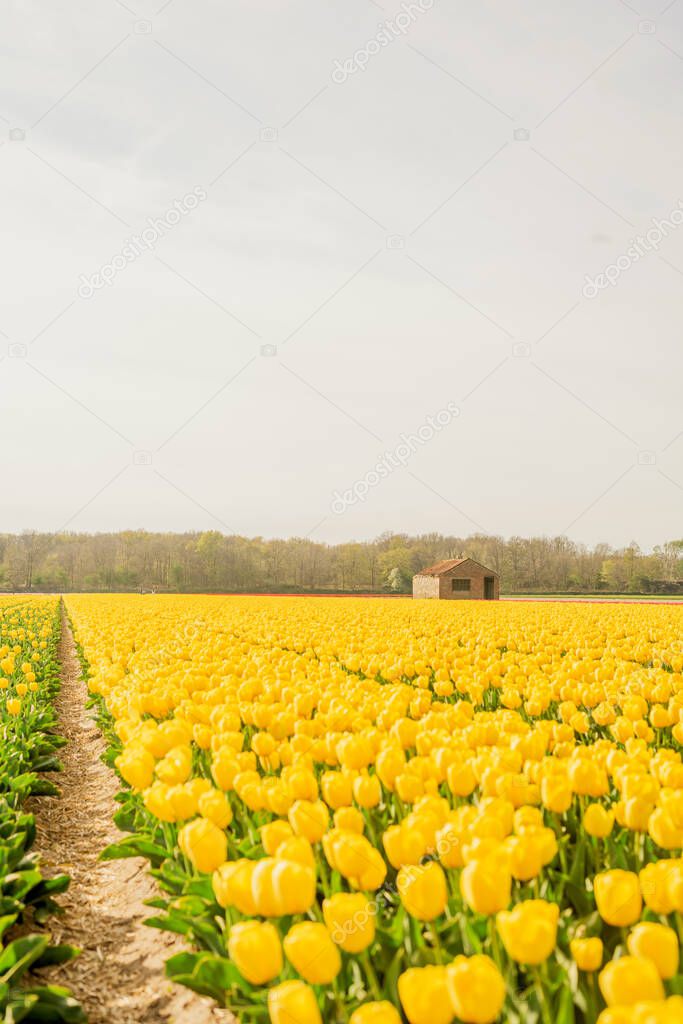 Old building on a tulip field. Flowering tulips in the Netherlands.