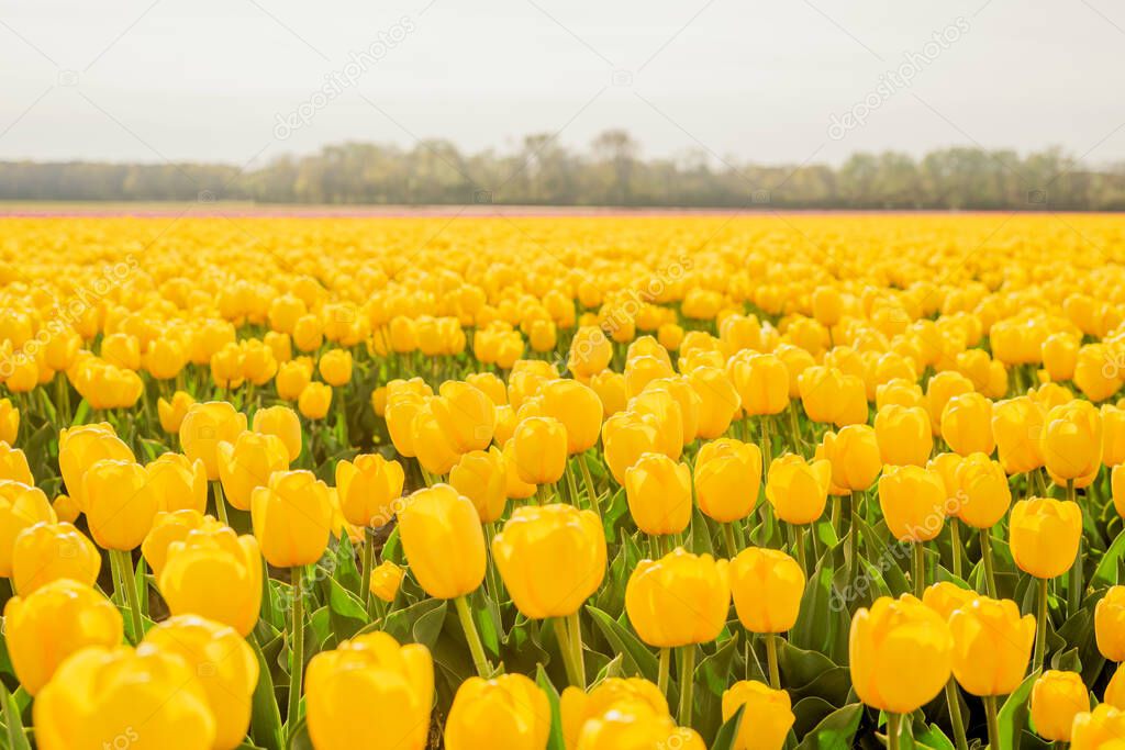 tulip fields in the netherlands. tulips, spring, flowering period.