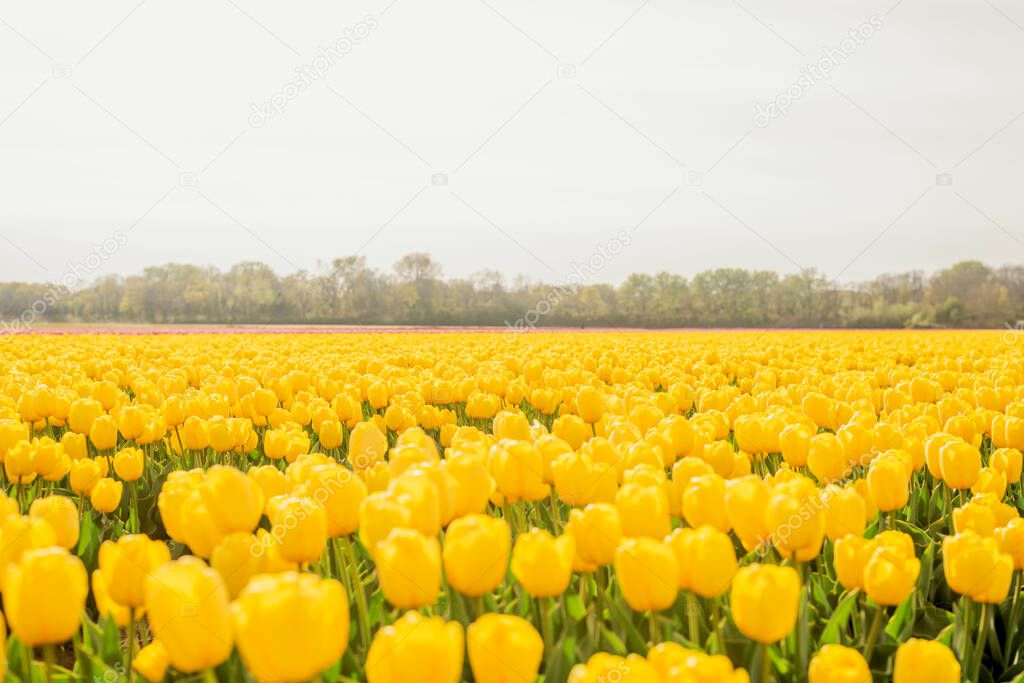 tulip fields in the netherlands. tulips, spring, flowering period.