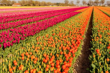 Hollanda 'daki lale tarlaları. laleler, ilkbahar, çiçeklenme dönemi.