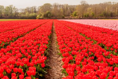 Hollanda 'daki lale tarlaları. laleler, ilkbahar, çiçeklenme dönemi.