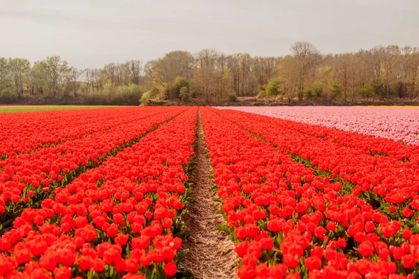 Champs Tulipes Aux Pays Bas Tulipes Printemps Période Floraison — Photo