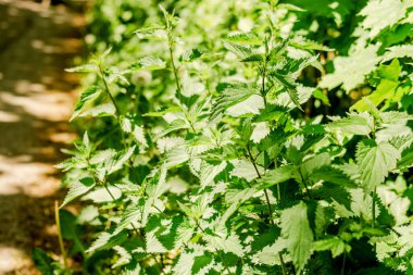 Urtica dioica ya da ısırgan otu, bahçede. Isırgan otu, kanama, idrar söktürücü, ateş düşürücü, yara iyileştirme, antiheumatik madde olarak kullanılan bir ilaç..