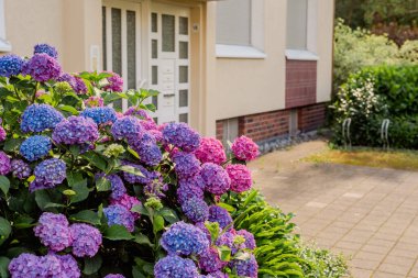 Bahçedeki mavi-pembe ortanca çalısı. Bahçe alanını tasarlıyorum. Bahçıvanlık