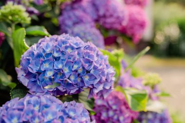Bahçedeki mavi-pembe ortanca çalısı. Bahçe alanını tasarlıyorum. Bahçıvanlık