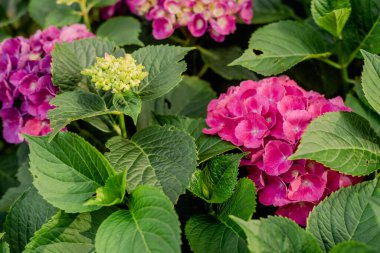 Bahçedeki ortanca çalısı. Bahçe alanını tasarlıyorum. Bahçıvanlık