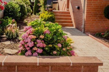 Bahçedeki ortanca çalısı. Bahçe alanını tasarlıyorum. Bahçıvanlık