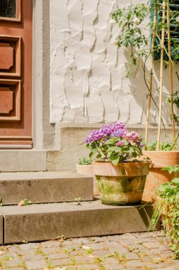 Evin verandasındaki bir tencerede mor ortanca. Evde bahçe işleri..