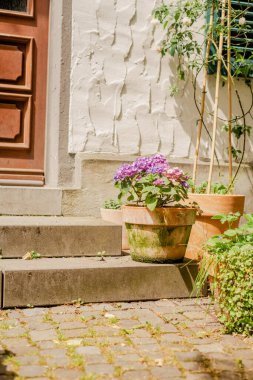 Evin verandasındaki bir tencerede mor ortanca. Evde bahçe işleri..