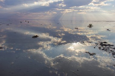 Bir kuş sürüsü bir su kütlesinin üzerinde uçuyor.