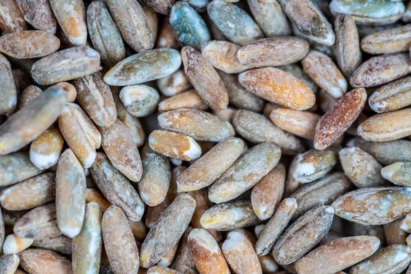 Arka plan olarak organik çavdar tohumu. Üst görünüm.