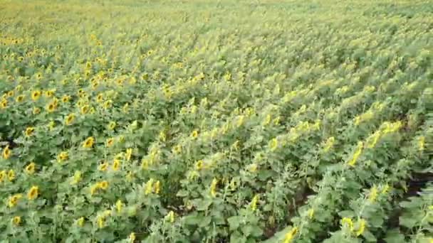 Drone vliegt over bloeiende zonnebloemen veld. — Stockvideo