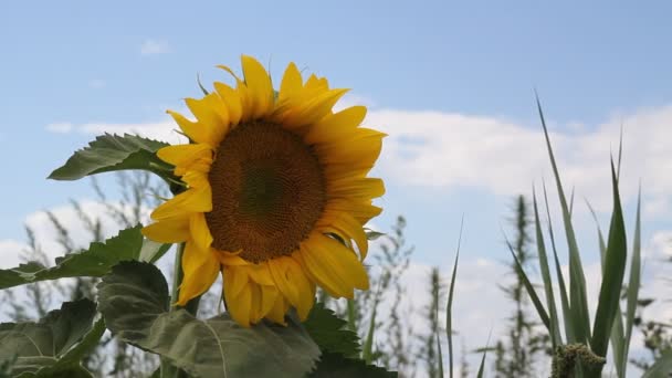 Zonnebloem in het veld zwaait in de wind — Stockvideo