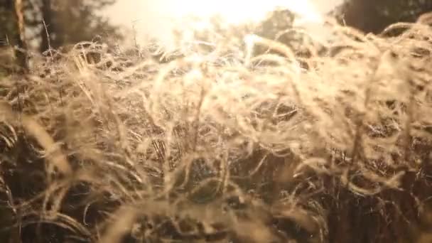 Meadow grass in sepia in sun glare. — Stock video