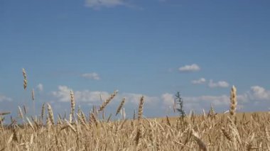 Buğdayın altın kulakları arka planda kapanır