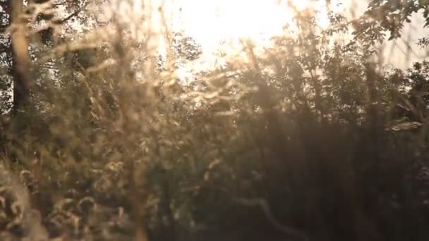 Herbe des prés dans la sépia sous les rayons du soleil. — Video