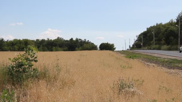 Carro movendo-se lentamente ao longo da estrada através dos campos de trigo. Tiro longo — Vídeo de Stock