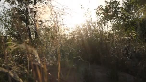 Meadow grass in sepia in sun glare. — Stock video