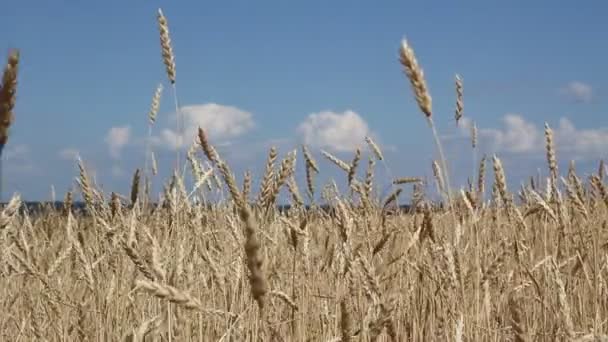 Buğdayın altın kulakları arka planda kapanır — Stok video