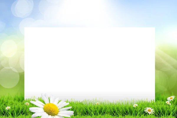 Spring daisy white board — Stock Photo, Image