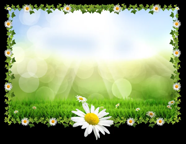 Easter spring daisy post card — Stock Photo, Image