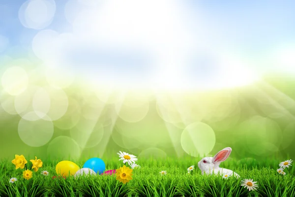 Easter spring holiday post card - soft background Stock Picture