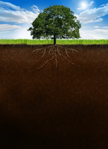 Árbol con raíces en el suelo de sección transversal Fotos de stock