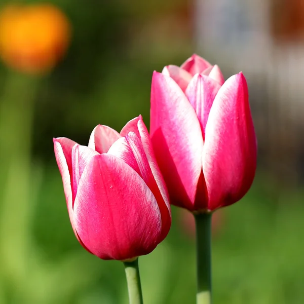 Pink Tulips — Stock Photo, Image