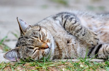  kedi açık yerde yatıyor.