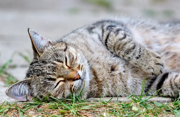 Kat ligt op de vloer buiten — Stockfoto