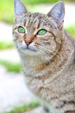  Yeşil gözlü çizgili kedi