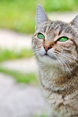  Yeşil gözlü çizgili kedi