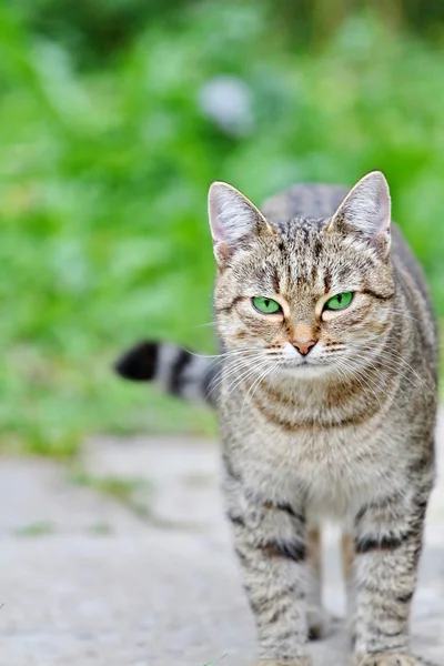 Gestreepte kat met groene ogen — Stockfoto