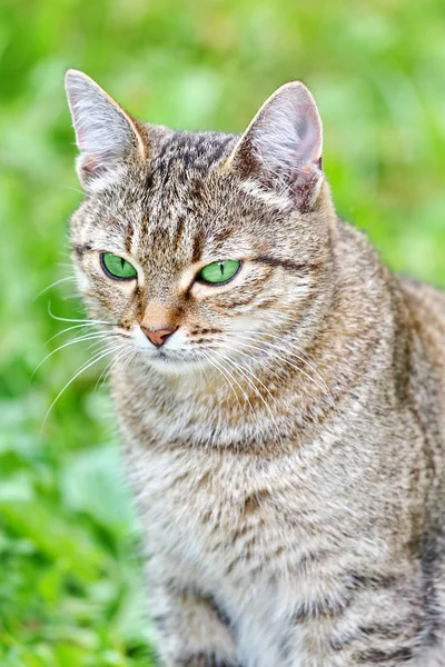 Gestreepte kat met groene ogen — Stockfoto