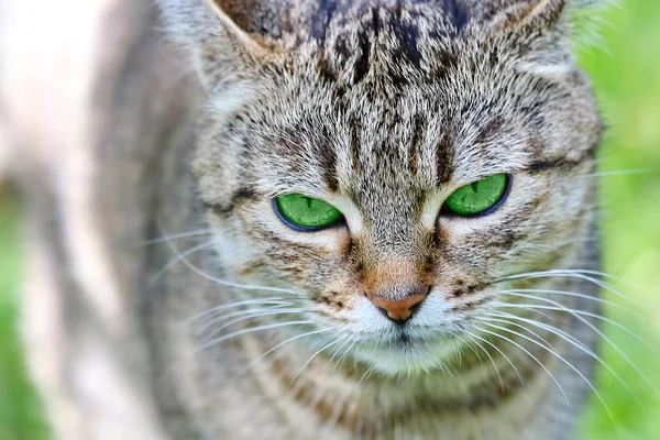 条纹的猫绿色的眼睛 — 图库照片